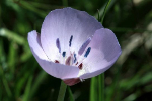 Porodica porodice (lilya)