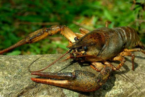 Struktura raka rijeke