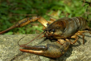 Rak rijeke širokokog očiju