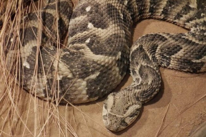 Bučno viper - otrovna i glasna zmija Bučno viper - otrovna i glasna zmija