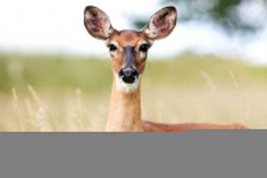 Sibirski roe Sibirski roe