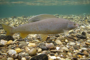 Sibirski harius: foto riba Sibirski harius: foto riba