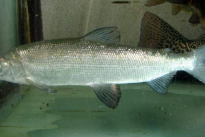 Sig: foto fish firm povratak salmon