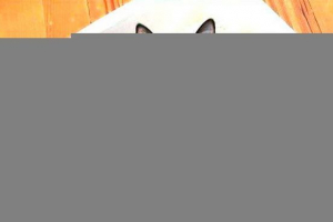 Simptomi, dijagnoza i liječenje zatvor u mačkama Simptomi, dijagnoza i liječenje zatvor u mačkama