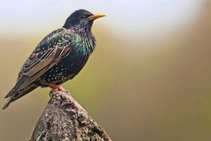 Skvorts sjedi na antidepresivima: da li farmaceuti utječu na divlje životinje?