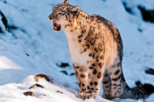 Snežne šipke (irbis)