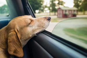 Pas je prekršio pravila puta i kažnjen je Pas je prekršio pravila puta i kažnjen je