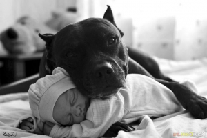 Psi su sretni pored vlasnika