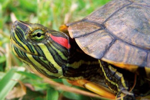 Sadržaj crvene kornjače Sadržaj crvene kornjače