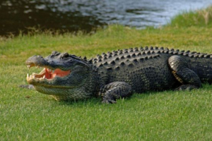 Moderni aligatori su gotovo nerazličiti od svojih drevnih rođaka