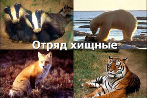 Lista odvojenih životinja