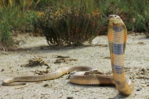 Centralna azijska kobra - agresivna zmija Centralna azijska kobra - agresivna zmija