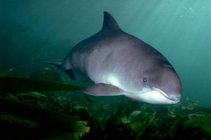 Postao poznati najbolji lovac na životinjsku svijetu