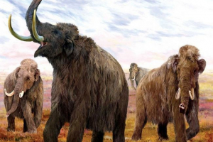 Postalo je poznato zašto su mamuti izumrli Postalo je poznato zašto su mamuti izumrli