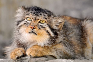 Steppe mačka Steppe mačka