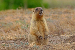 Sumok baybak Sumok baybak