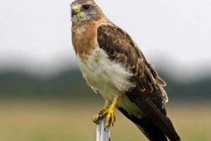 Svenson kanyuk: photo ptice, informacije o kanini