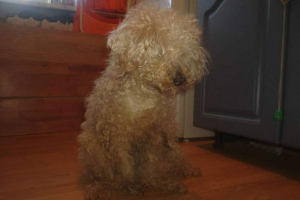 Karelian pudlica bačena u kantu za smeće, sačuvane mještane Karelian pudlica bačena u kantu za smeće, sačuvane mještane