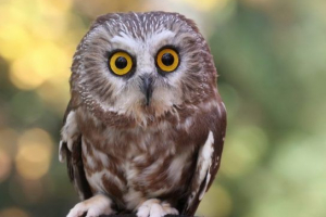 Sova - vrste i fotografije ptica