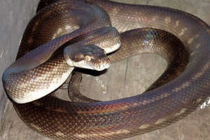 Timbar python - drvena zmija Timbar python - drvena zmija