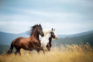 Top 10 od najljepših pasmina konja Top 10 od najljepših pasmina konja