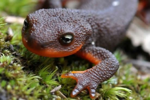 Tritons aquarium - karakteristike za njegu Tritons aquarium - karakteristike za njegu