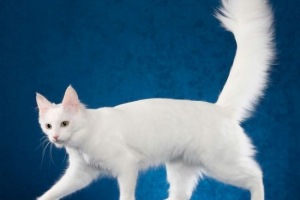 Turska angora Turska angora