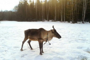 Djed mraz ima jelena ravno iz prebivališta Djed mraz ima jelena ravno iz prebivališta