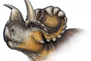 Naučnici su otkrili novu vrstu dinosaura - vendiceratops Naučnici su otkrili novu vrstu dinosaura - vendiceratops