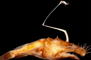 Naučnici su otvorili novo duboko morsko čudovište Naučnici su otvorili novo duboko morsko čudovište