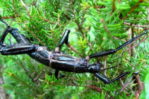 Naučnici su sproveli operaciju za spašavanje buba u krilu