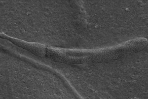 Naučnici: na antarktici, najstarija spermatozoid na planeti