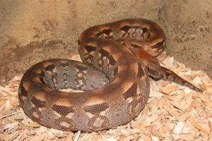 Durier i earthman ravl - najprikladniji kućni ljubimci Durier i earthman ravl - najprikladniji kućni ljubimci