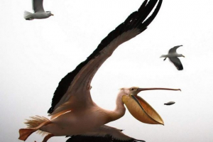 Ukrajinska policija traži osobe koje su u šoku uredili snimak pelikana