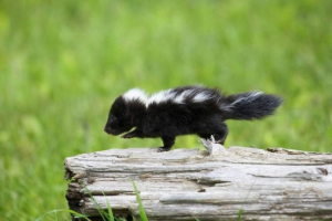 U americi, policajac je spasio mladog skuna zaglavljen u banci iz jogurta U americi, policajac je spasio mladog skuna zaglavljen u banci iz jogurta