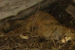 U bashkiriji, chupacabra uzbuđuje rustikalne stanovnike U bashkiriji, chupacabra uzbuđuje rustikalne stanovnike