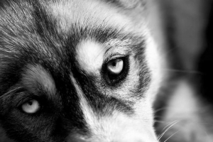 U bashkiriji je čovjek bacio kćer sa četvrtog sprata U bashkiriji je čovjek bacio kćer sa četvrtog sprata