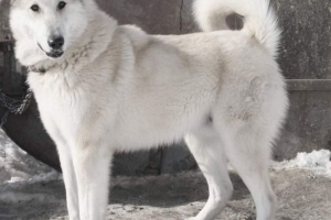 U bashkiriji, pas je pucao komšija za piliće U bashkiriji, pas je pucao komšija za piliće