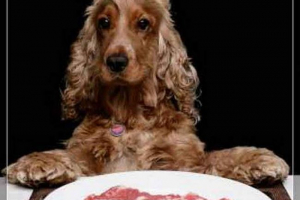 U berlinu je otvoren restoran za izbirljive pse U berlinu je otvoren restoran za izbirljive pse