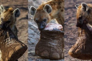 U bocvani, hyena je ugrizla nogu slona U bocvani, hyena je ugrizla nogu slona