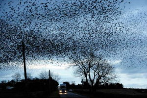 U regiji bryansk, divovske jata graci stvorili su probleme u cijelom području U regiji bryansk, divovske jata graci stvorili su probleme u cijelom području