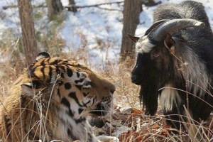 U khabarovsku o timuru i amuru, muzikalno je uklonjeno, sastavljeno U khabarovsku o timuru i amuru, muzikalno je uklonjeno, sastavljeno