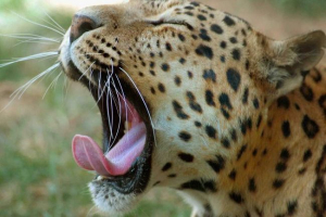 U indiji ga je spasio leopard zaglavljene glave u metalnom dvodu