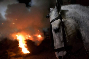 U regiji kirovograd, konj je izgorio sa stajama U regiji kirovograd, konj je izgorio sa stajama