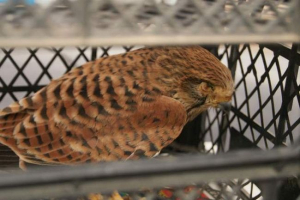 U krimu, murmansk turisti su spasili najrjeđim sokolom