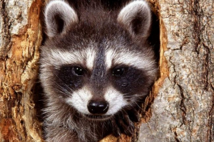 Los angeles otvorili su sklonište za rakune