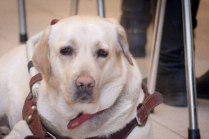 U moskovskom metrou u slijepoj djevojci ukrao je psa vodiča U moskovskom metrou u slijepoj djevojci ukrao je psa vodiča