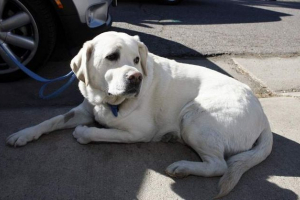 U moskvi, zaključan u automobilu labrador je bio spremljen zahvaljujući prolaznicima U moskvi, zaključan u automobilu labrador je bio spremljen zahvaljujući prolaznicima