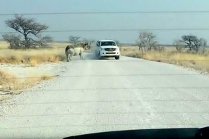 U namibiji, nosorog je napao džip