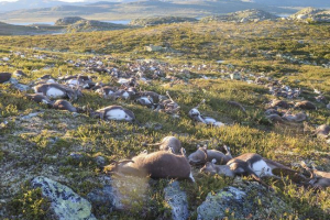 U norveškoj je munje ubilo tristo divljih jelena U norveškoj je munje ubilo tristo divljih jelena